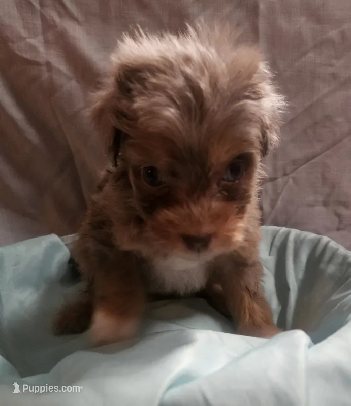 Aussiedoodle F – Aussiedoodle puppy for sale in Florence, MS