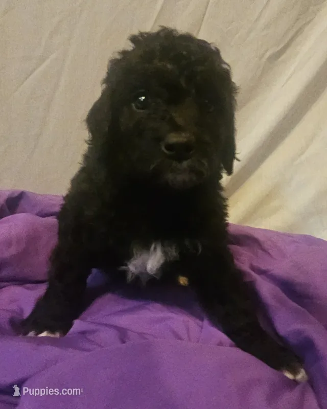 BERNEDOODLES/DOUBLE DOODLE E – Bernedoodle puppy for sale in Florence, MS