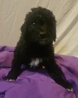 BERNEDOODLES/DOUBLE DOODLE E, a female Bernedoodle for sale in Florence, MS – 2 of 5