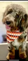 BERNEDOODLES/DOUBLE DOODLE A, a female Bernedoodle for sale in Florence, MS – 4 of 4
