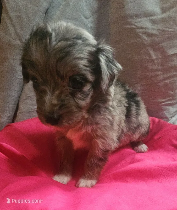 Aussiedoodle A – Aussiedoodle puppy for sale in Florence, MS