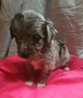 Aussiedoodle A, a female Aussiedoodle for sale in Florence, MS – 1 of 1