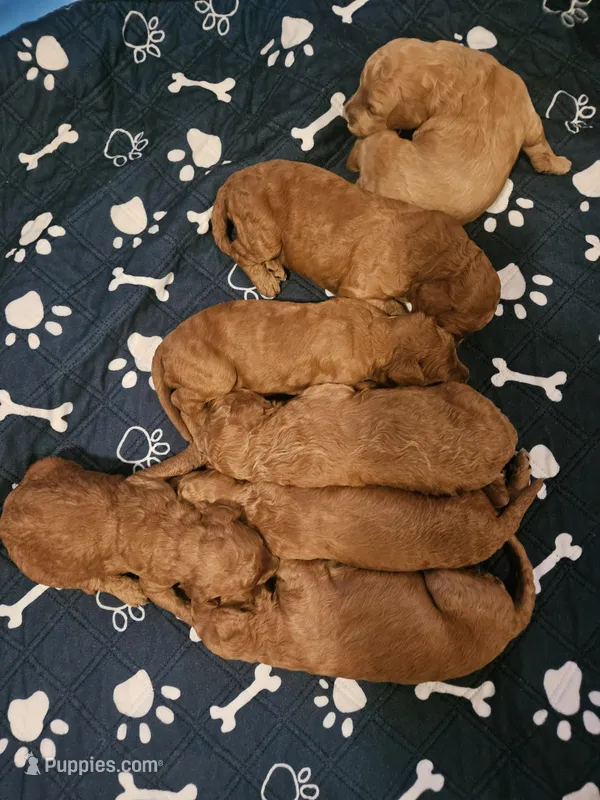 CKC STANDARD GOLDENDOODLE