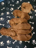 CKC STANDARD GOLDENDOODLE, a female Goldendoodle for sale in Florence, MS – Photo 1 of 2