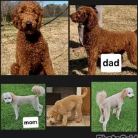 CKC STANDARD GOLDENDOODLE, a female Goldendoodle for sale in Florence, MS – Photo 2 of 2