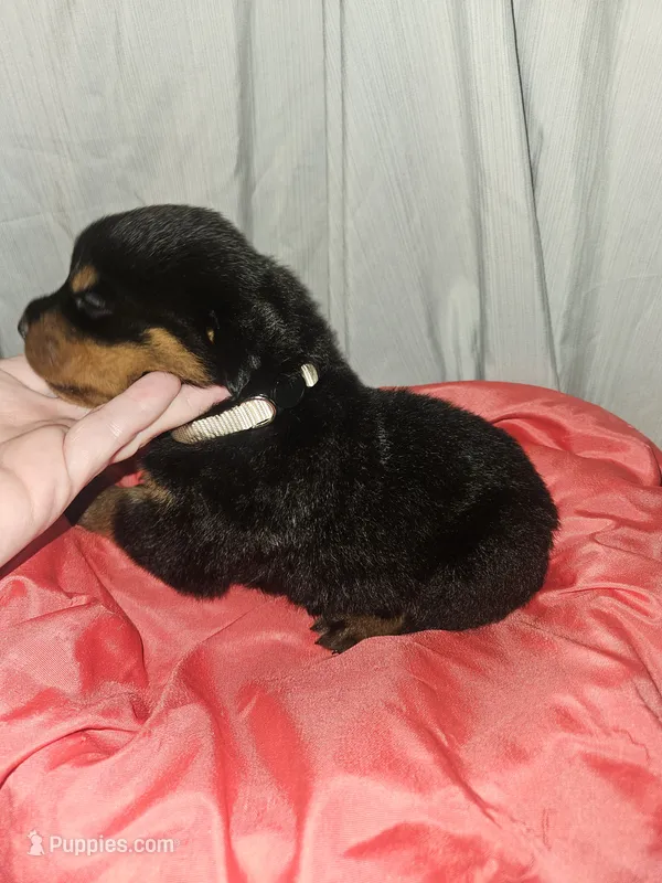 Rottweiler A – Rottweiler puppy for sale in Florence, MS