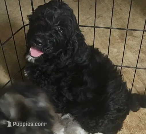 Bernadoodle D – Bernedoodle, Poodle - Standard  puppy for sale in Florence, MS