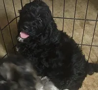 Bernadoodle D, a female Bernedoodle and Poodle - Standard  for sale in Florence, MS – 1 of 3