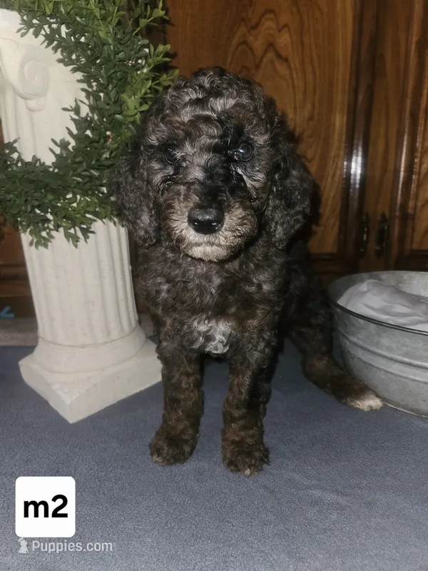 BERNEDOODLE – Bernedoodle, Poodle - Standard  puppy for sale in Florence, MS