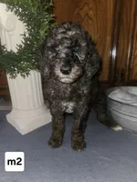BERNEDOODLE, a male Bernedoodle and Poodle - Standard  for sale in Florence, MS – 1 of 1