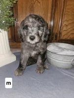 BERNEDOODLE A, a male Bernedoodle and Poodle - Standard  for sale in Florence, MS – 1 of 1