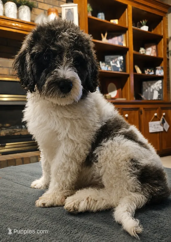 BERNEDOODLES/DOUBLE DOODLE A – Bernedoodle puppy for sale in Florence, MS