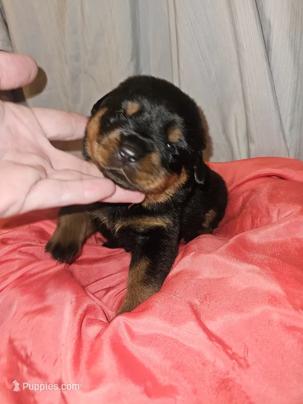 Rottweiler B – Rottweiler puppy for sale in Florence, MS