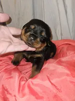 Rottweiler B, a female Rottweiler for sale in Florence, MS – 1 of 2