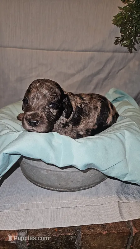 BERNEDOODLES/DOUBLE DOODLE H – Goldendoodle, Bernedoodle puppy for sale in Florence, MS