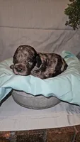 BERNEDOODLES/DOUBLE DOODLE H, a male Goldendoodle and Bernedoodle for sale in Florence, MS – 1 of 1
