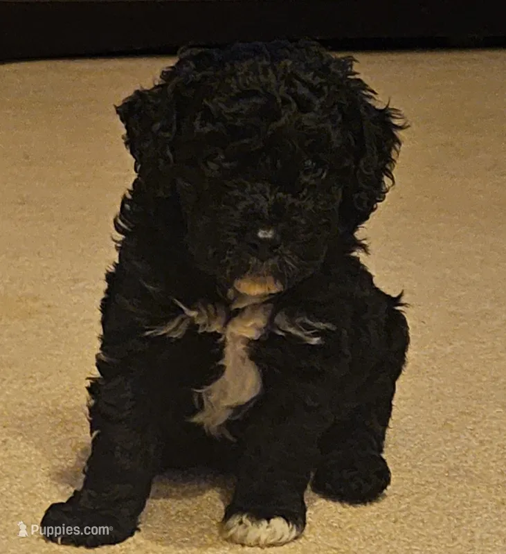 Poodle- Aurora A – Poodle - Toy , Poodle - Miniature  puppy for sale in Florence, MS