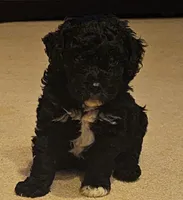Poodle- Aurora A, a male Poodle - Toy  and Poodle - Miniature  for sale in Florence, MS – 3 of 5