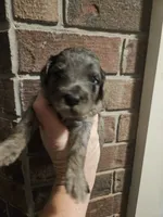 BERNEDOODLES/DOUBLE DOODLES , a female Goldendoodle and Bernedoodle for sale in Florence, MS – 3 of 6