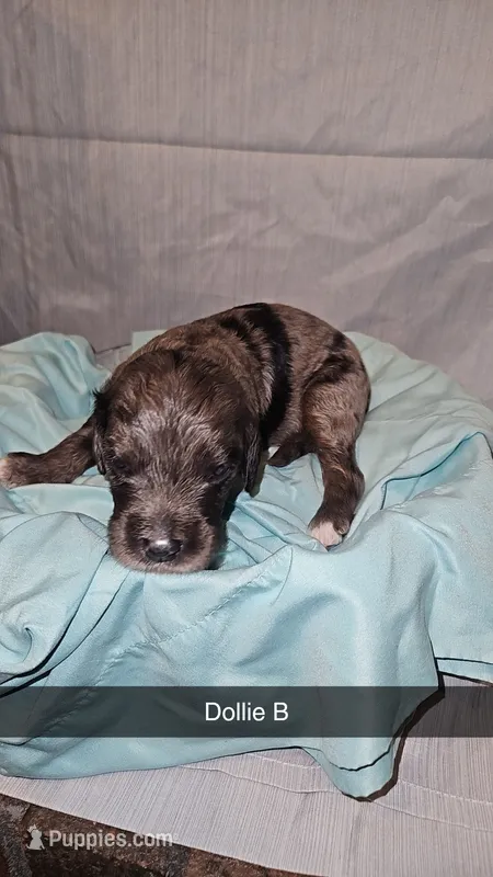 BERNEDOODLES/DOUBLE DOODLES G – Bernedoodle puppy for sale in Florence, MS