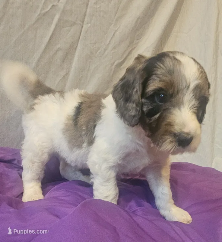 BERNEDOODLES/DOUBLE DOODLE A – Bernedoodle puppy for sale in Florence, MS