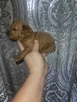 Poodle- Aurora A, a female Poodle - Toy  and Poodle - Miniature  for sale in Florence, MS – 3 of 3