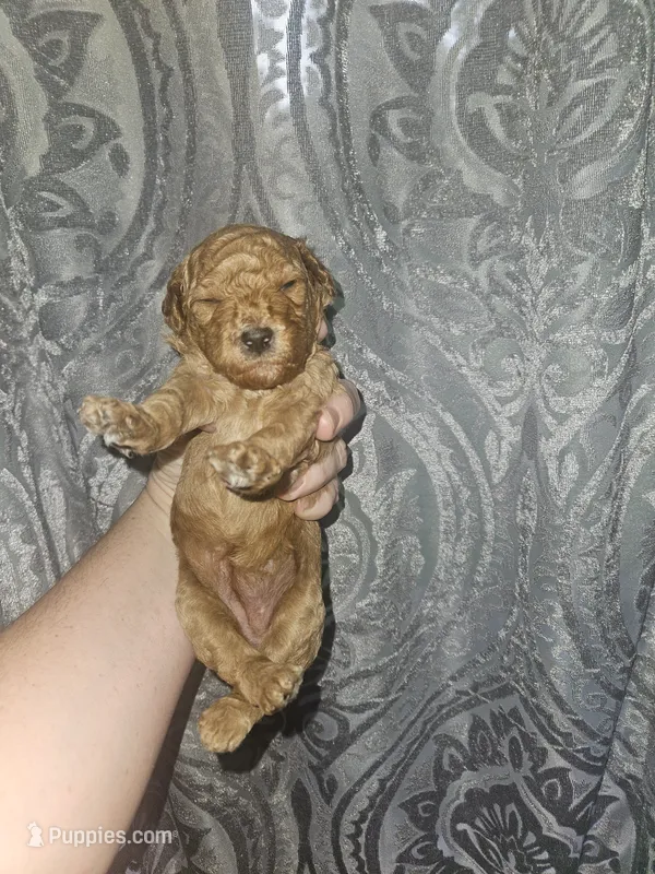 Poodle- Aurora A – Poodle - Toy , Poodle - Miniature  puppy for sale in Florence, MS