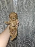 Poodle- Aurora A, a female Poodle - Toy  and Poodle - Miniature  for sale in Florence, MS – 1 of 3