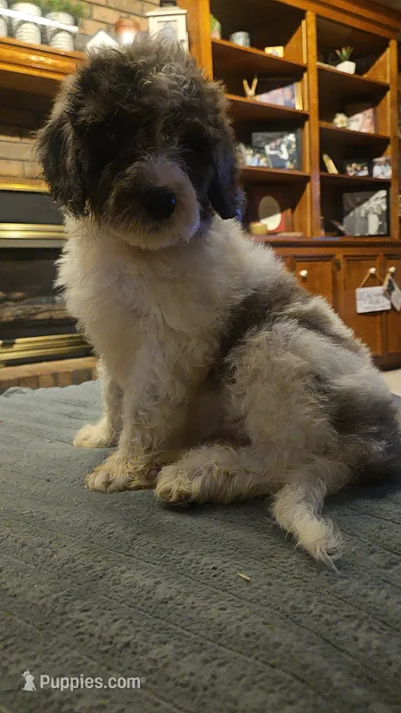 BERNEDOODLES/DOUBLE DOODLE A – Bernedoodle puppy for sale in Florence, MS