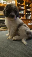 BERNEDOODLES/DOUBLE DOODLE A, a female Bernedoodle for sale in Florence, MS – 2 of 7