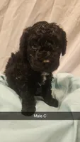 Poodle- Aurora A, a male Poodle - Toy  and Poodle - Miniature  for sale in Florence, MS – 2 of 5