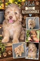Aussiedoodle H, a male Aussiedoodle for sale in Florence, MS – 1 of 3