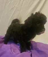 BERNEDOODLES/DOUBLE DOODLE E, a female Bernedoodle for sale in Florence, MS – 5 of 5