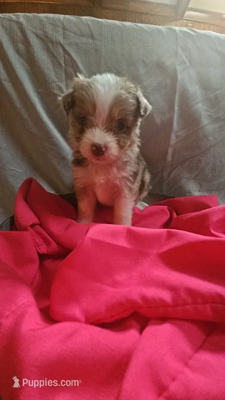 Aussiedoodle B – Aussiedoodle puppy for sale in Florence, MS