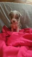 Aussiedoodle B, a female Aussiedoodle for sale in Florence, MS – 1 of 1