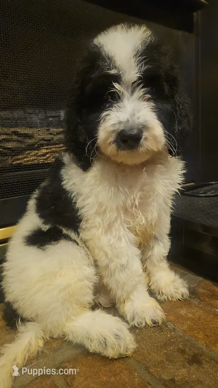 BERNEDOODLES/DOUBLE DOODLE J – Goldendoodle, Bernedoodle puppy for sale in Florence, MS