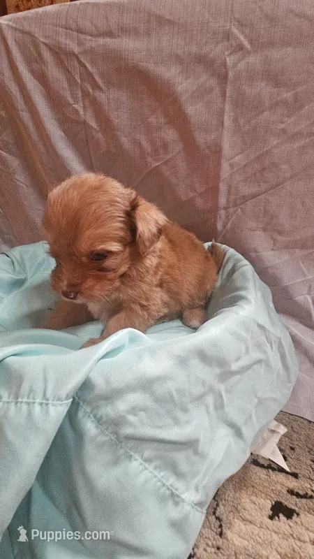 Aussiedoodle H – Aussiedoodle puppy for sale in Florence, MS