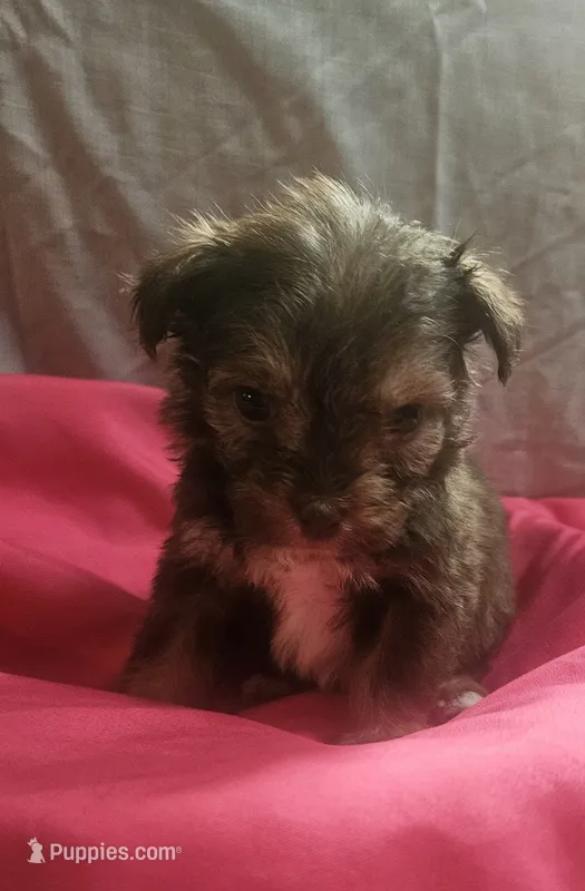 Aussiedoodle D – Aussiedoodle puppy for sale in Florence, MS