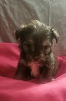 Aussiedoodle D, a female Aussiedoodle for sale in Florence, MS – 1 of 1
