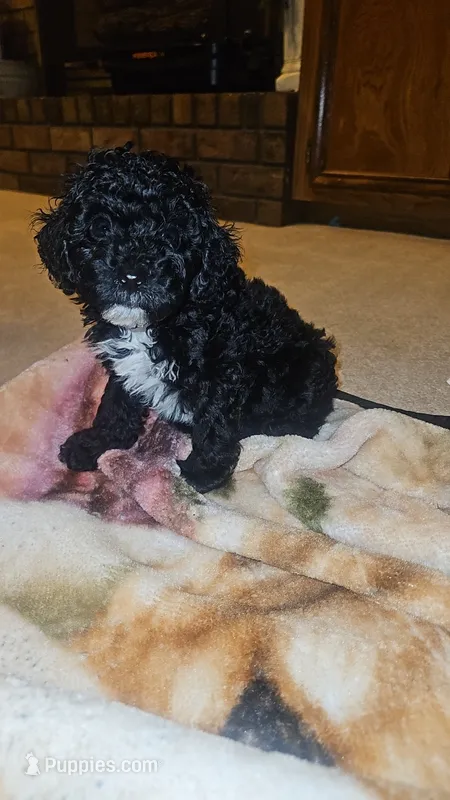 Poodle- Aurora A – Poodle - Toy , Poodle - Miniature  puppy for sale in Florence, MS