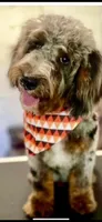 BERNEDOODLES , a female Bernedoodle for sale in Florence, MS – 3 of 4