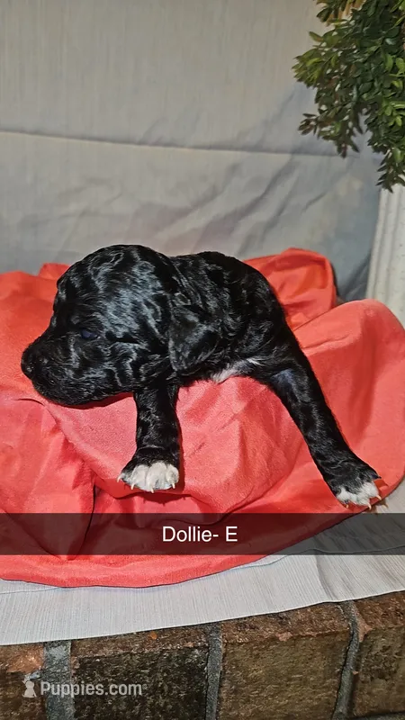 BERNEDOODLES/DOUBLE DOODLE F – Bernedoodle puppy for sale in Florence, MS