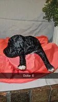 BERNEDOODLES/DOUBLE DOODLE F, a female Bernedoodle for sale in Florence, MS – 1 of 1