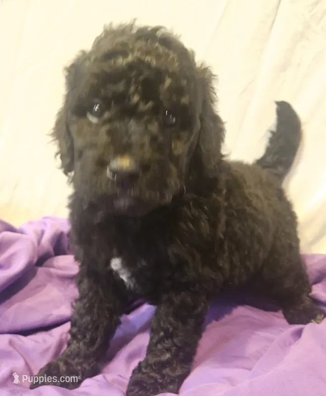 BERNEDOODLES/DOUBLE DOODLE E – Bernedoodle puppy for sale in Florence, MS