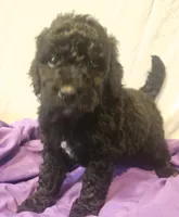 BERNEDOODLES/DOUBLE DOODLE E, a female Bernedoodle for sale in Florence, MS – 4 of 4