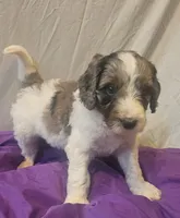BERNEDOODLES/DOUBLE DOODLE A, a female Bernedoodle for sale in Florence, MS – 3 of 7
