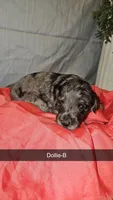BERNEDOODLES/DOUBLE DOODLE C, a female Bernedoodle for sale in Florence, MS – 1 of 3