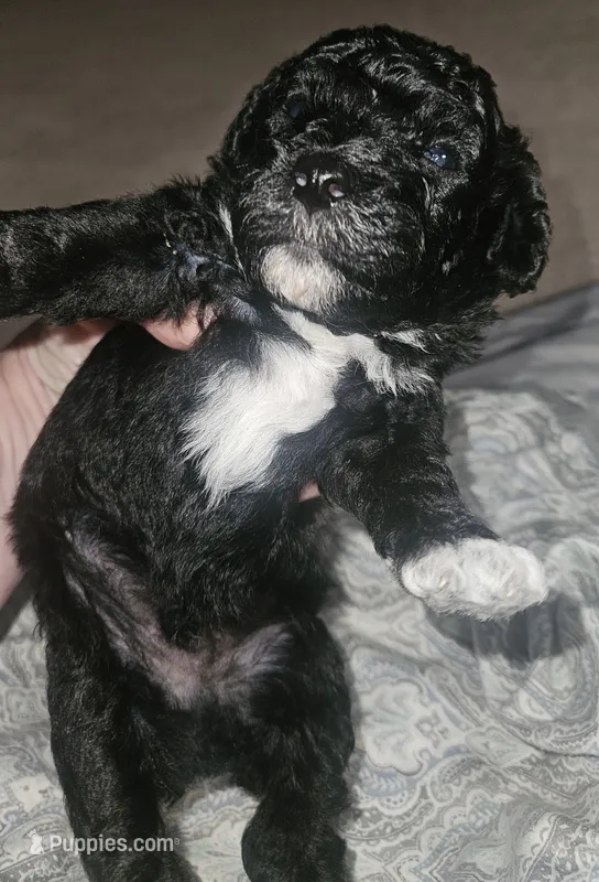 Poodle- Aurora A – Poodle - Toy , Poodle - Miniature  puppy for sale in Florence, MS