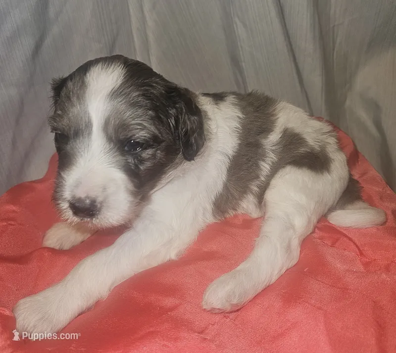 BERNEDOODLES/DOUBLE DOODLE A – Bernedoodle puppy for sale in Florence, MS