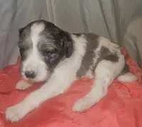 BERNEDOODLES/DOUBLE DOODLE A, a female Bernedoodle for sale in Florence, MS – 4 of 7
